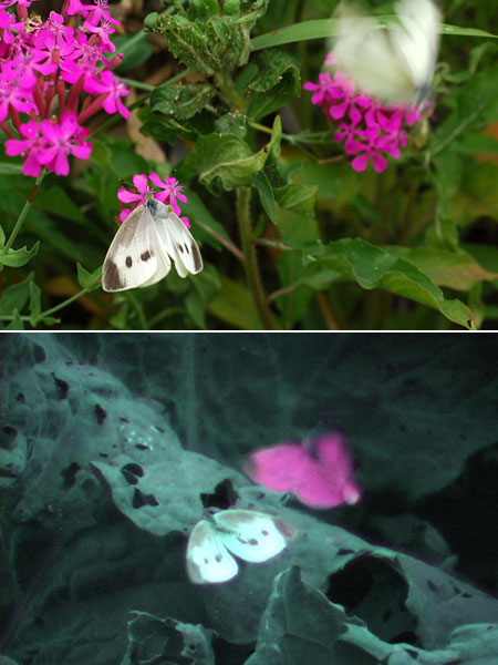 モンシロチョウの見た世界