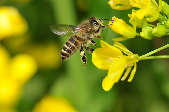 ニホンミツバチ