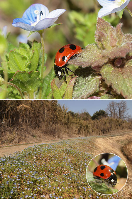 アブラムシを食べるナナホシテントウ