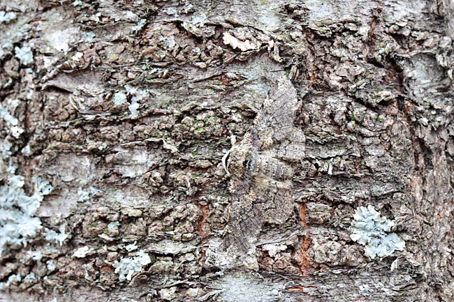 トビモンオオエダシャク