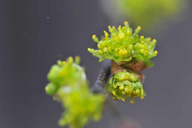 ダンコウバイの花