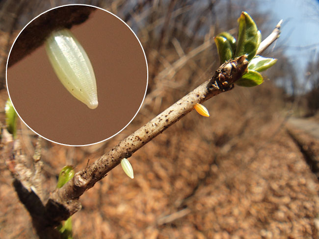 スジボソヤマキチョウの卵