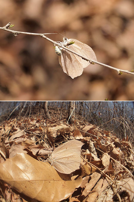 スジボソヤマキチョウの産卵