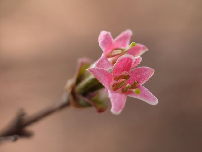 ウグイスカグラ