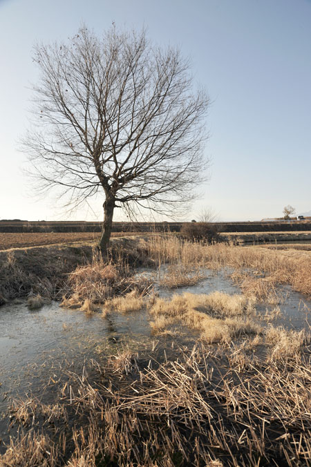 池の畔のクルミ