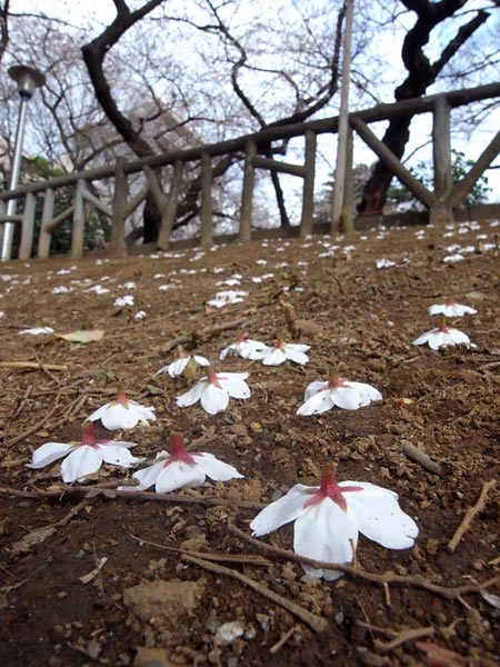 スズメの贈り物