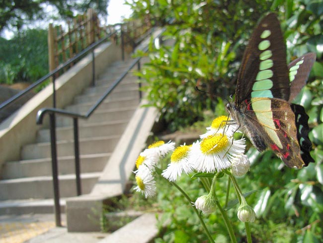 コンパクトデジカメの利点（アオスジアゲハ）