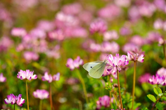 レンゲ畑のモンシロチョウ