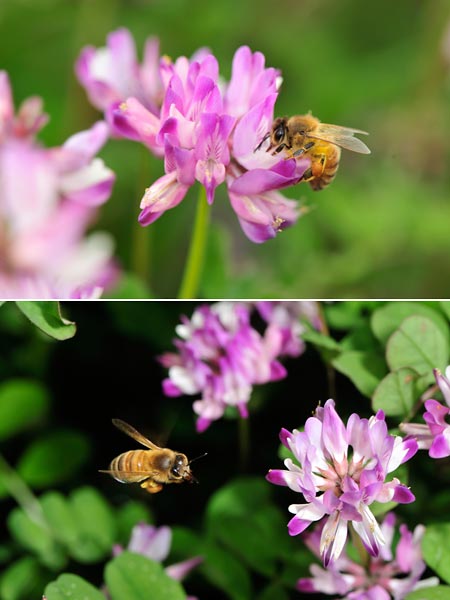 レンゲとミツバチ