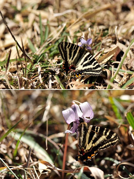ギフチョウの吸蜜