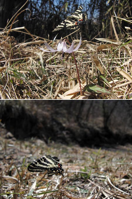 ギフチョウの飛翔