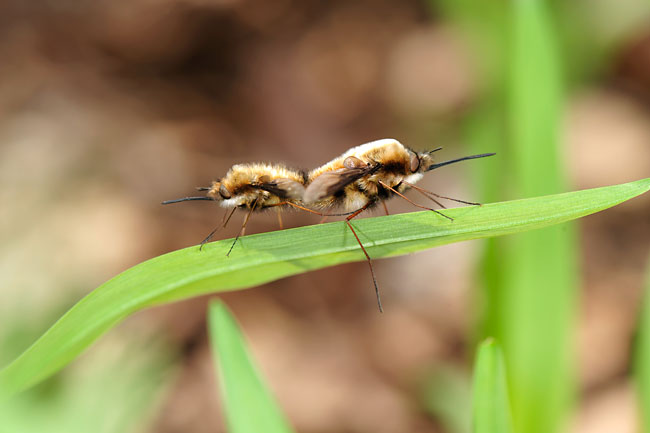 ビロードツリアブの交尾