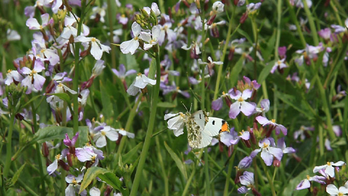 都心のツマキチョウ