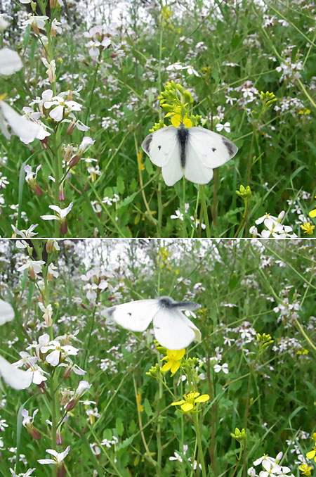 モンシロチョウの飛翔(Ricoh　CX1の連写機能）