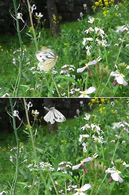 都心のスジグロシロチョウ