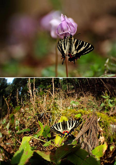 ギフチョウの撮り方