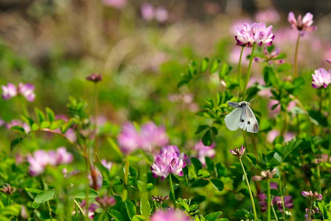 モンシロチョウの飛翔