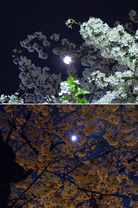 夜桜