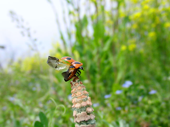 ナナホシテントウ（EX-FC100の設定）