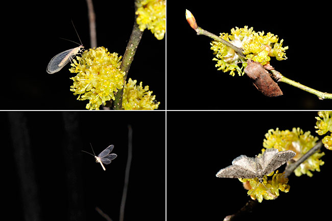 夜にダンコウバイに集まる虫