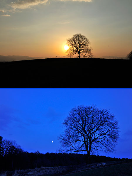 いつものクルミの木（太陽と月）