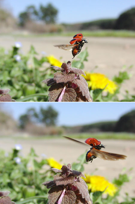 再びナナホシテントウの飛翔