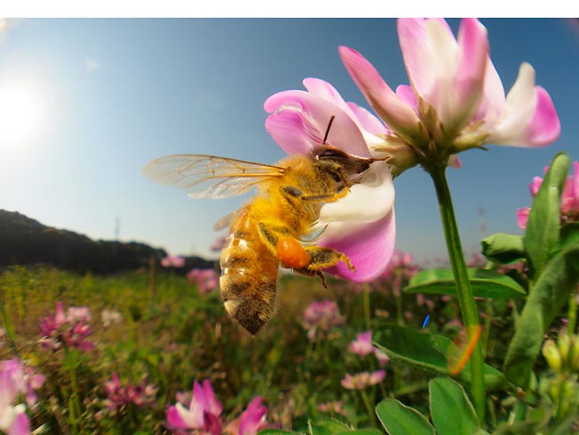 魚露目でミツバチ