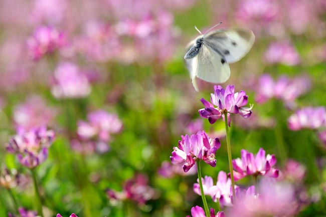 モンシロチョウの飛翔