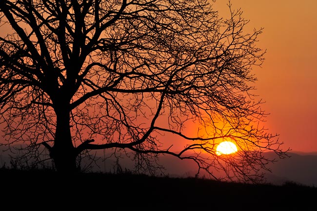 クルミの木に落ちる夕日
