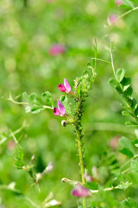 エンドウヒゲナガアブラムシ