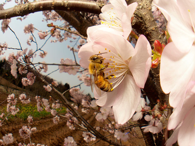 サクラとミツバチ