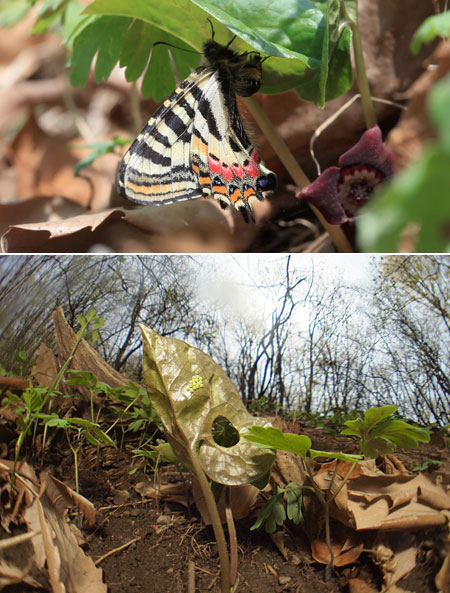 ヒメギフチョウの産卵
