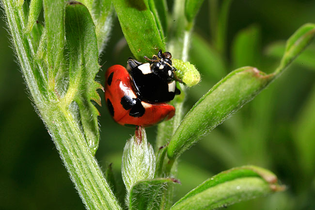アオムシを食べるナナホシテントウ
