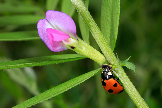 カラスノエンドウの蜜腺から蜜をなめるナナホシテントウ