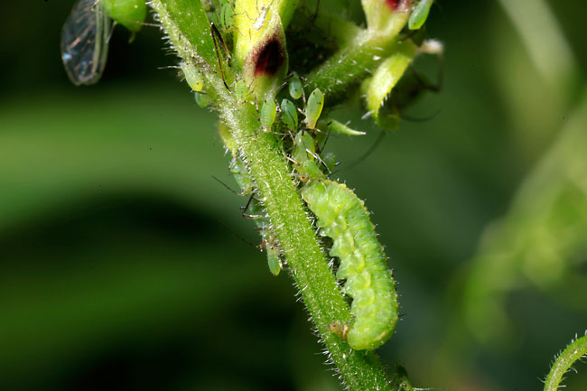 アルファルファタコゾウムシの幼虫