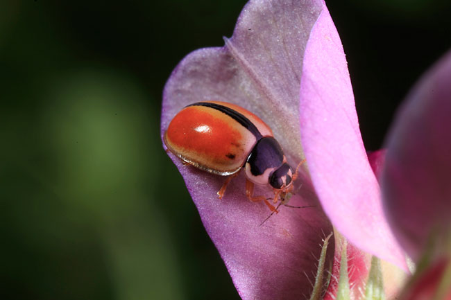 ヒメカメノコテントウ