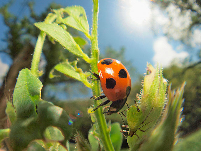 ナナホシテントウを魚露目で撮影