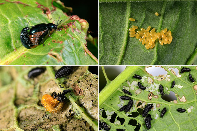 コガタルリハムシ