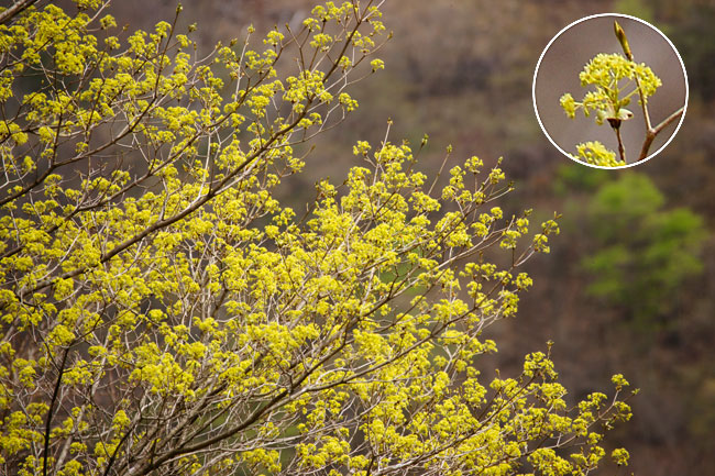 イタヤカエデの花