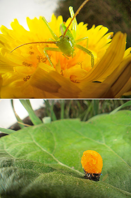 ヤブキリの赤ちゃん