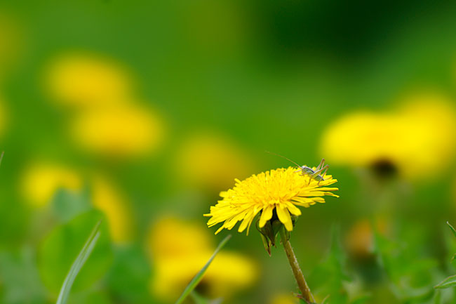 キリギリスの赤ちゃん（STF135mm）