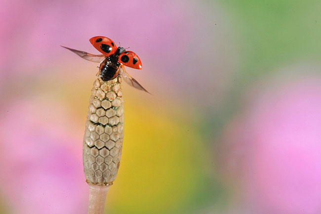 ナナホシテントウの飛び立ち