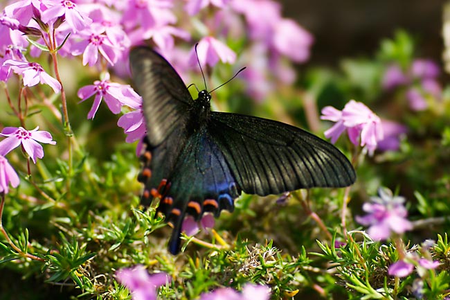 ミヤマカラスアゲハ