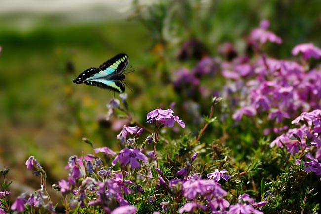 アオスジアゲハ