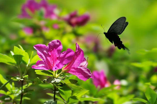 オナガアゲハの飛翔