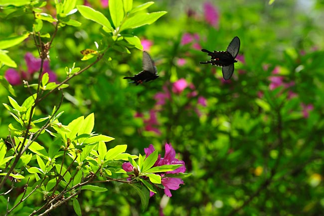 オナガアゲハの追飛