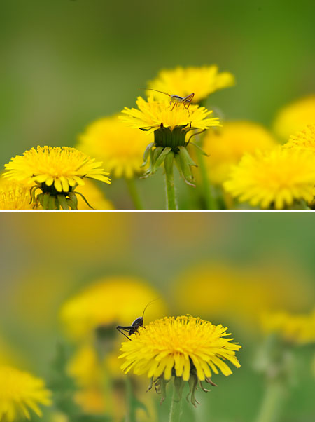 ヒメギスの幼虫