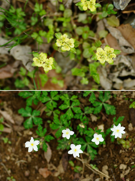 ネコノメソウとニリンソウ