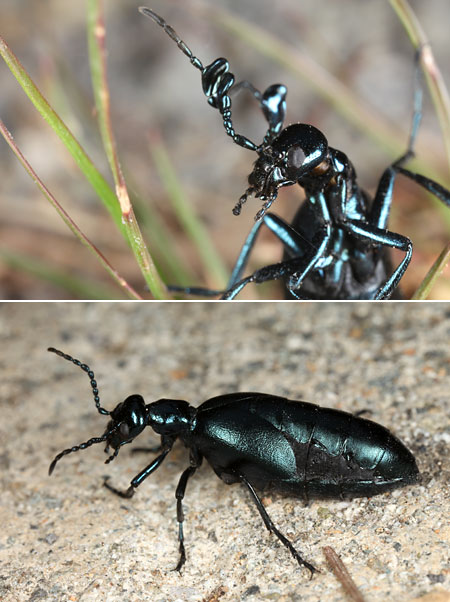 ツチハンミョウの雌雄