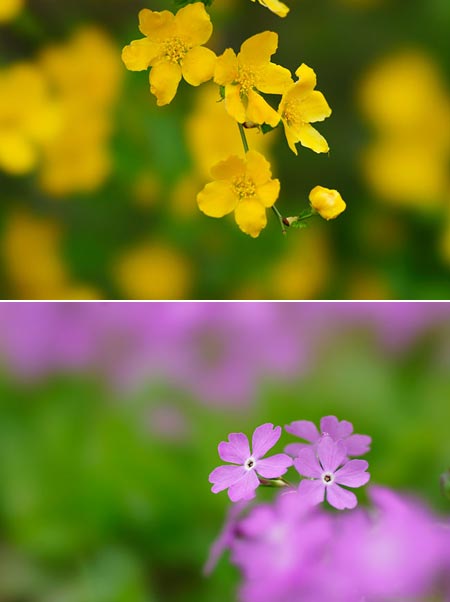 ヤマブキとサクラソウ（α900雑感）